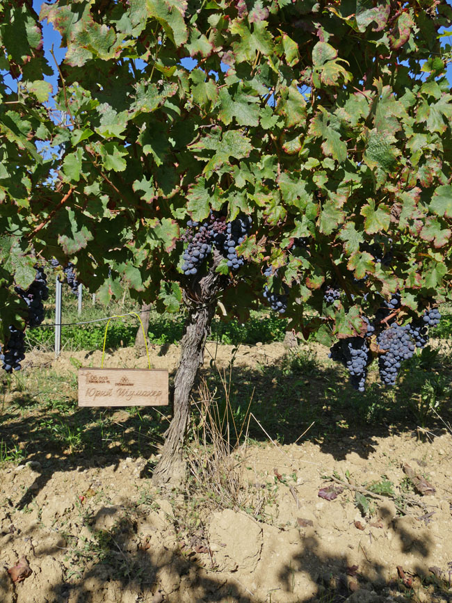 Виноградник на урожай